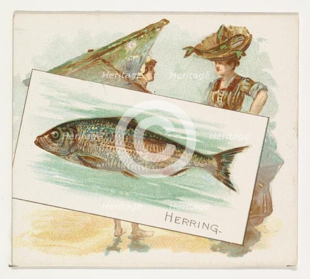 Herring, from Fish from American Waters series (N39) for Allen & Ginter Cigarettes, 1889. Creator: Allen & Ginter.