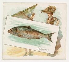 Herring, from Fish from American Waters series (N39) for Allen & Ginter Cigarettes, 1889. Creator: Allen & Ginter