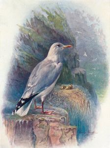 Herring Gull - Lar'us argenta'tus c1910, (1910). Artist: George James Rankin