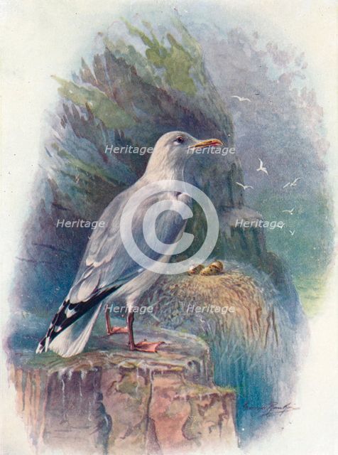 'Herring Gull - Lar'us argenta'tus', c1910, (1910). Artist: George James Rankin.