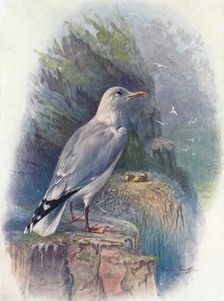 Herring Gull - Lar'us argenta'tus c1910, (1910). Artist: George James Rankin
