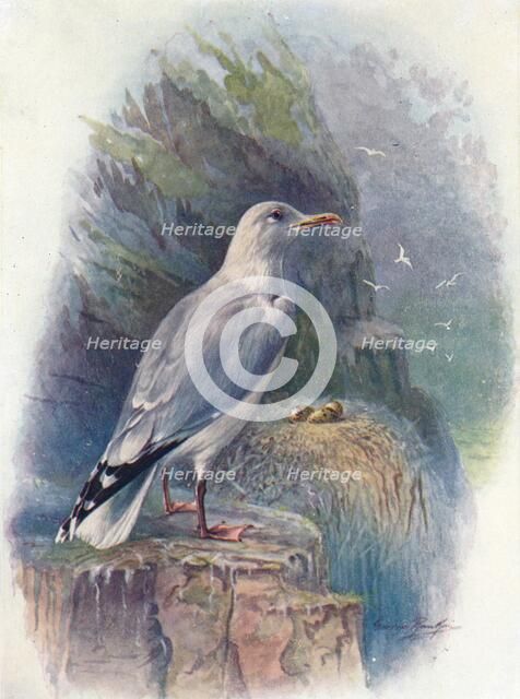 'Herring Gull - Lar'us argenta'tus', c1910, (1910). Artist: George James Rankin.