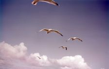Herring gulls in flight, Isles of Scilly, c1955. Creator: Arthur Charles Kirby Ware