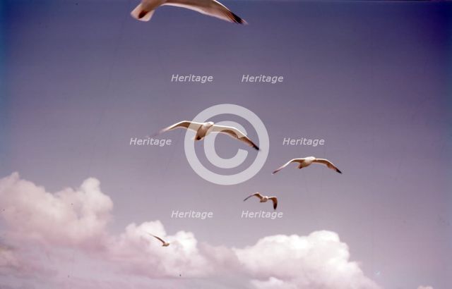 Herring gulls in flight, Isles of Scilly, c1955.  Creator: Arthur Charles Kirby Ware.