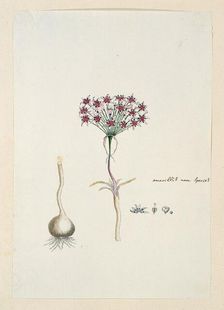 Hessea cinnamomea (L'Hérit.) Durand & Schinz. (umbrella lily), 1777-1786. Creator: Robert Jacob Gordon