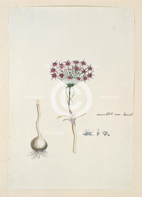 Hessea cinnamomea (L'Hérit.) Durand & Schinz. (umbrella lily), 1777-1786. Creator: Robert Jacob Gordon.