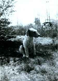 Hitler Field Marshal Bernard Montgomery's pet terrier, c1940s(?). Creator: Unknown
