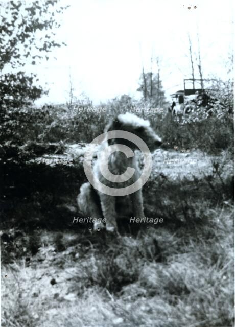 'Hitler', Field Marshal Bernard Montgomery's pet terrier, c1940s(?). Artist: Unknown