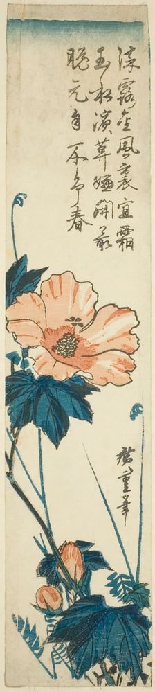 Hibiscus, 1830s. Creator: Ando Hiroshige