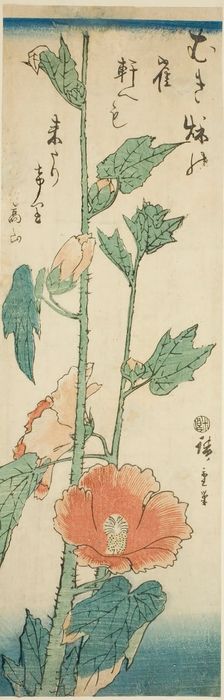 Hibiscus, c. 1843/47. Creator: Ando Hiroshige
