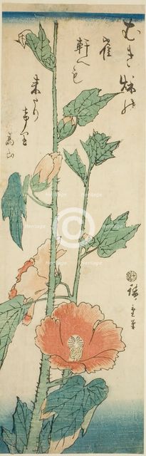 Hibiscus, c. 1843/47. Creator: Ando Hiroshige.
