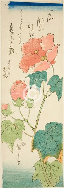 Hibiscus, c. 1843/47. Creator: Ando Hiroshige.