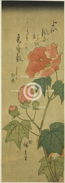 Hibiscus, c. 1843/47. Creator: Ando Hiroshige.