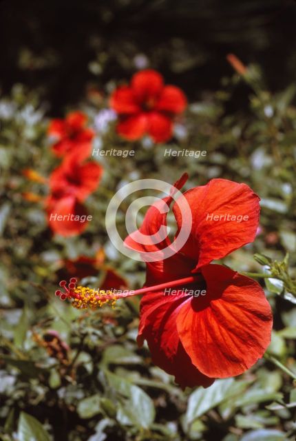Hibiscus Flower, Rhodes, 20th century. Artist: CM Dixon.