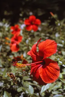 Hibiscus Flower, Rhodes, 20th century. Artist: CM Dixon