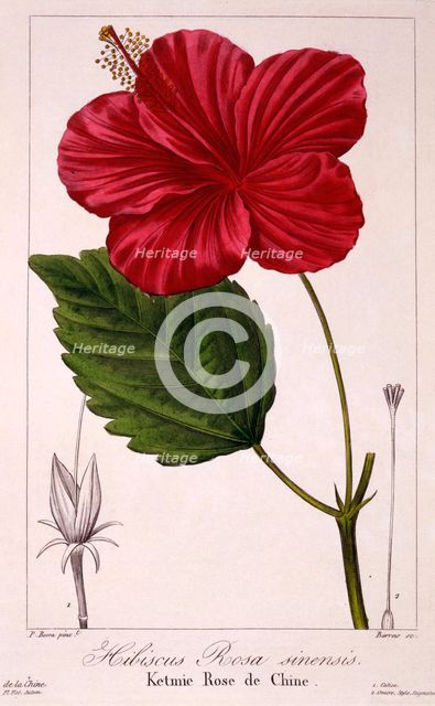 Hibiscus: H. rosa-sinensis,  pub. 1836. Creator: Panacre Bessa (1772-1846).