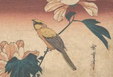 Hibiscus Mutabilis and Jay, ca. 1840., ca. 1840. Creator: Ando Hiroshige
