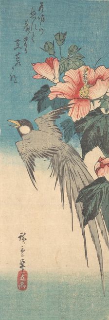 Hibiscus Mutabilis and Long-Tailed Bird, ca. 1842., ca. 1842. Creator: Ando Hiroshige