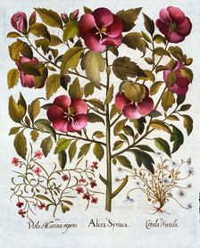 Hibiscus syriacus, Stinking Camomile and from Hortus Eystettensis by Basil Besler (1561-1629) pub