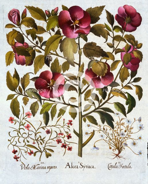 Hibiscus syriacus, Stinking Camomile and from 'Hortus Eystettensis', by Basil Besler (1561-1629) pub