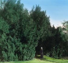 "Hickory Hill," Colonel Henry Taylor Wickham house, Ashland, Virginia, 1927. Creator: Frances Benjamin Johnston
