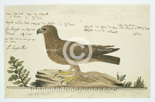 Hieraaetus pennatus (Booted eagle), 1777-1786. Creator: Robert Jacob Gordon.