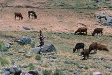 High pasture in the High Atlas Mountains