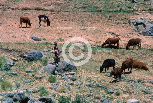 High pasture in the High Atlas Mountains.