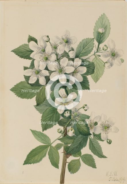 Highbush Blackberry (Rubus argutus), 1919. Creator: Mary Vaux Walcott.