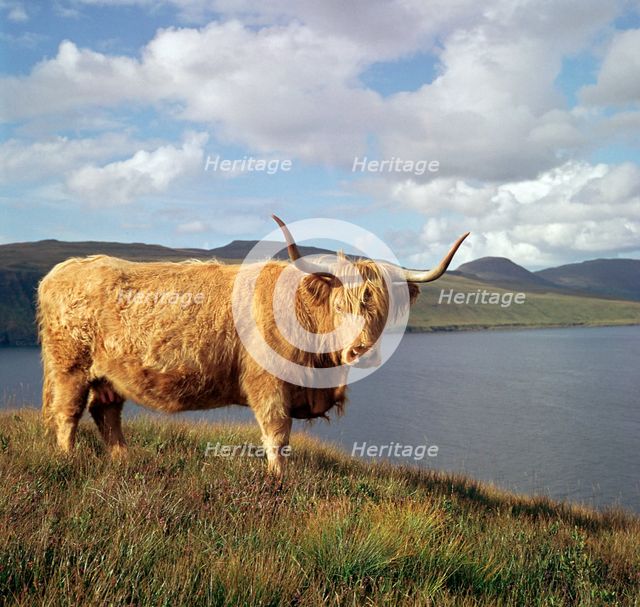 Highland cows on the Isle of Skye.