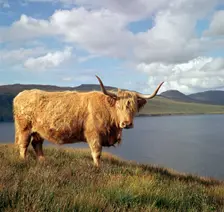 Highland cows on the Isle of Skye