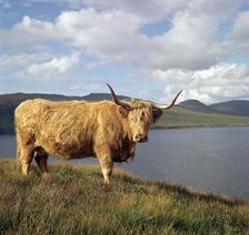 Highland cows on the Isle of Skye