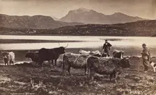 Highland Cattle, between 1870 and 1880. Creator: George Washington Wilson