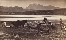 Highland Cattle, between 1870 and 1880. Creator: George Washington Wilson