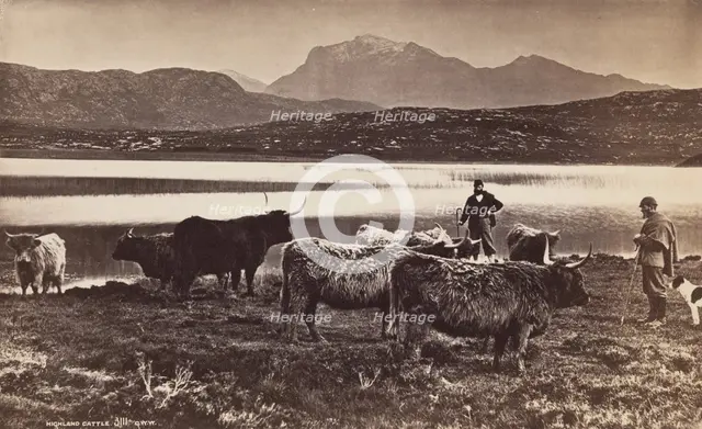 Highland Cattle, between 1870 and 1880. Creator: George Washington Wilson.
