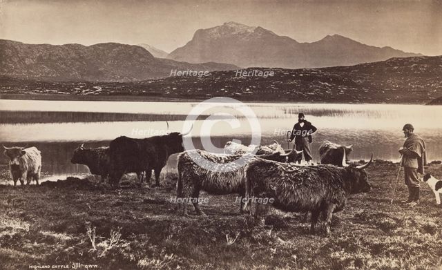 Highland Cattle, between 1870 and 1880. Creator: George Washington Wilson.