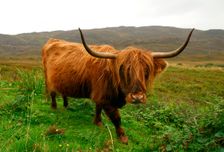 Highland cattle, Scotland. Creator: Peter Thompson