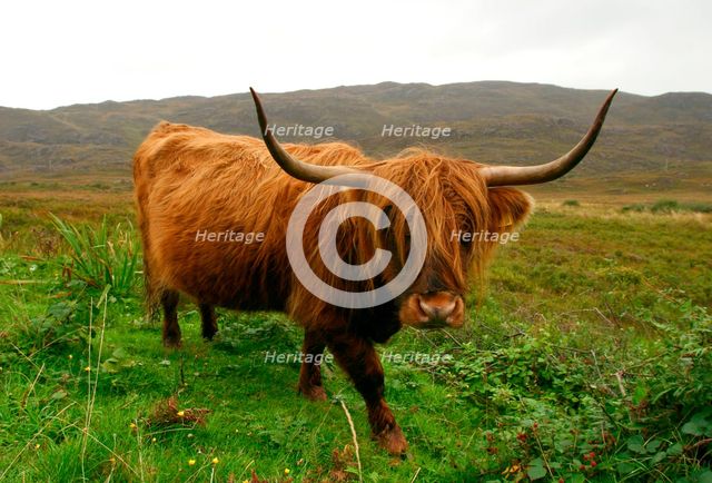 Highland cattle, Scotland. Creator: Peter Thompson.