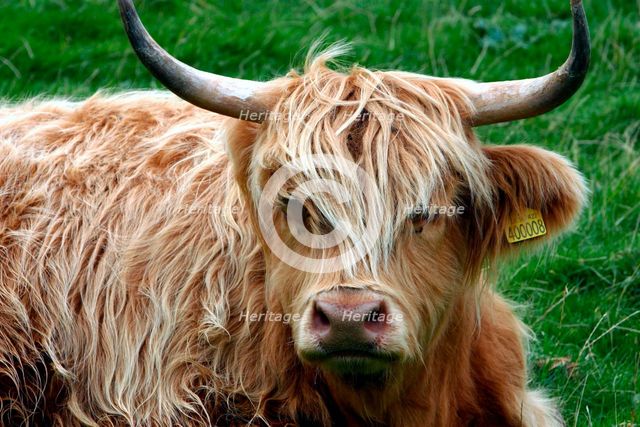 Highland cattle, Scotland. Creator: Peter Thompson.