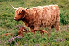 Highland cattle, Scotland. Creator: Peter Thompson