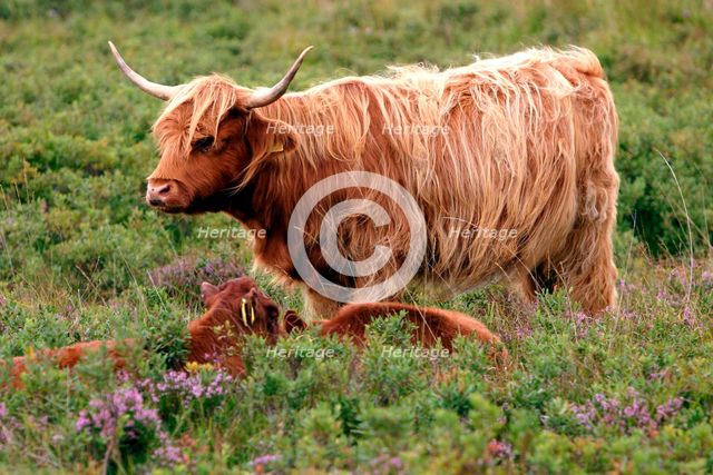 Highland cattle, Scotland. Creator: Peter Thompson.