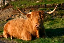 Highland cattle, Scotland. Creator: Peter Thompson