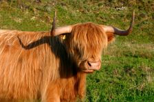 Highland cattle, Scotland. Creator: Peter Thompson