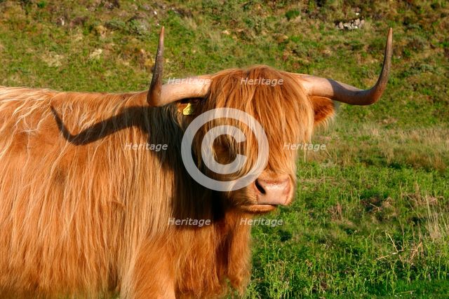 Highland cattle, Scotland.  Creator: Peter Thompson.