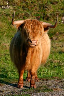 Highland cattle, Scotland. Creator: Peter Thompson
