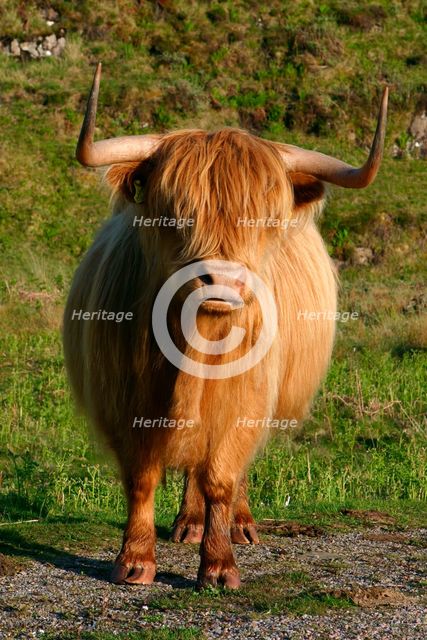Highland cattle, Scotland.  Creator: Peter Thompson.