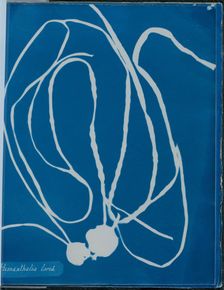 Himanthalia lorea, 1843 or 1844. Creator: Anna Atkins