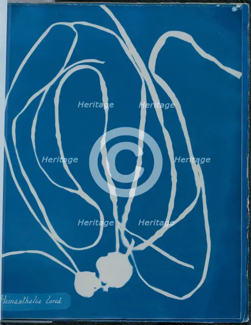 Himanthalia lorea, 1843 or 1844. Creator: Anna Atkins.