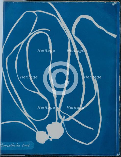 Himanthalia lorea, 1843 or 1844. Creator: Anna Atkins.