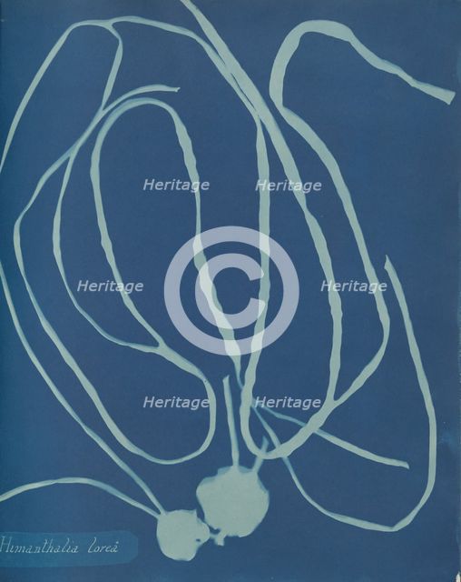 Himanthalia lorea, ca. 1853. Creator: Anna Atkins.